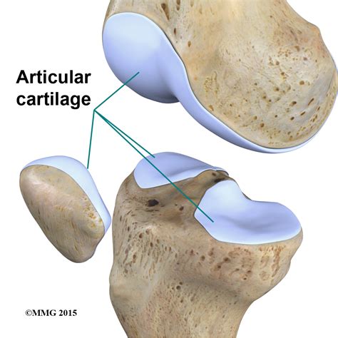 Physical Therapy in Columbia for Knee - Anatomy