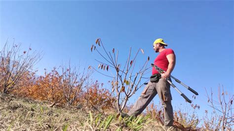 Pruning cherry trees from year 1 to year 4 #cherries #prune #pruning - YouTube