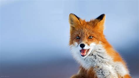 عکسهای جالب از روباه fox muzzle eyes animal