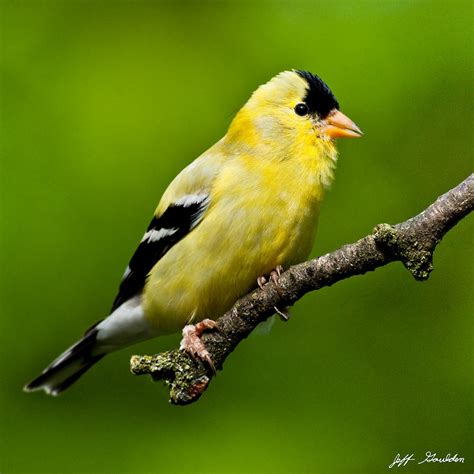 Male American Goldfinch Photograph by Jeff Goulden