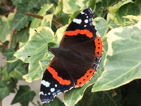 Red Admiral Butterfly Life Cycle