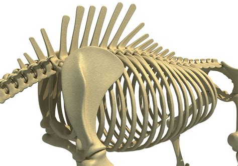 Rhino Rhinoceros Skeleton 3D Model $99 - .3dm .3ds .c4d .lwo .max .obj ...