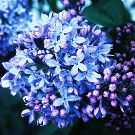 Blue Lilac is a lush, powdery scent with grass notes. Get it today on our website! 💐 Scent ...