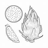 Premium Vector  Dragon fruits coloring Pages sketch template