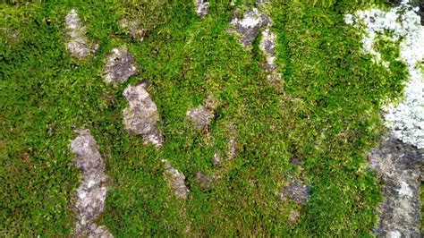 Foliage, Leaves, Green Grass Texture, Leaf Texture. Green Leaf Pattern ...