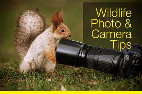 Wildlife Photography Tips from National Geographic - MountingBoards.com