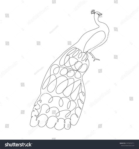 Line Drawing Peacock Tattoo Vector Illustration Stock Vector (Royalty ...