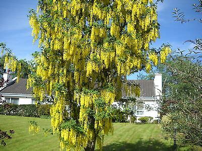 30 LABURNUM TREE SEEDS 30X | eBay