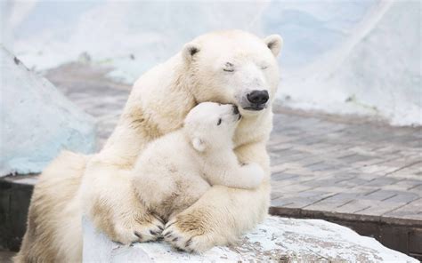 1600x900 resolution | white polar bear carrying baby bear HD wallpaper | Wallpaper Flare