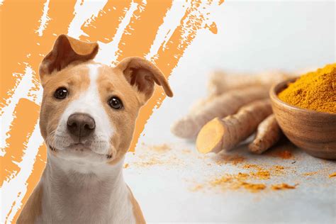 Best Turmeric Supplements for Dogs in 2024 (Reviews & Guide)