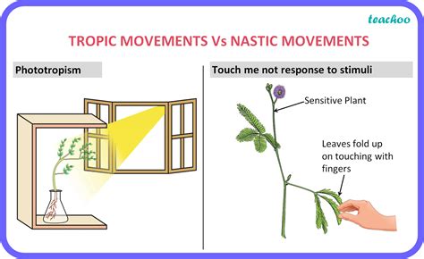 How is movement of leaves of sensitive plant different from movement