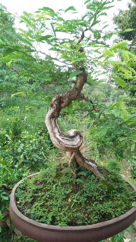 TEKNIK DAN CARA BUDIDAYA MEMBUAT BONSAI ASEM JAWA CANTIK ...