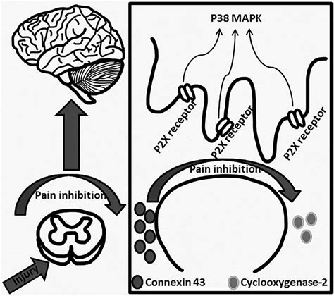 Acupuncture-induced analgesia. Proposed mechanism of... | Download ...