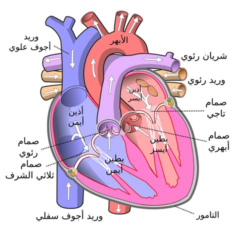 صور قلب الانسان , تعربف قلب الانسان بطريقة علمية - المميز