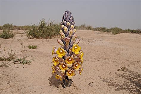 Birds of Saudi Arabia: Desert Hyacinth (Cistanche tubulosa) - Sabkhat Al Fasl