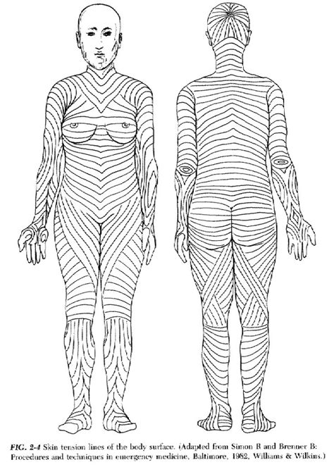 Body Skin Tension Lines | Anatomy | Pinterest