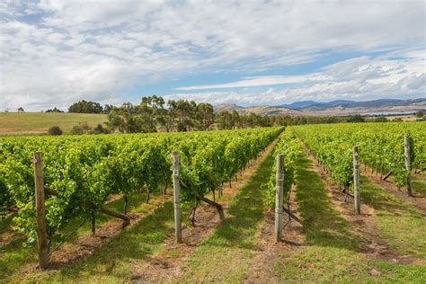 The-Vineyard-Landscape-Australia - Crushed Grape Chronicles