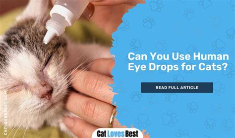 Can You Use Human Eye Drops for Cats? Let’s Find Out!