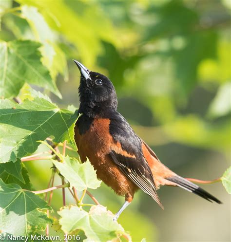 Photographing An Orchard Oriole – Dealing with Impatience and Glare ...