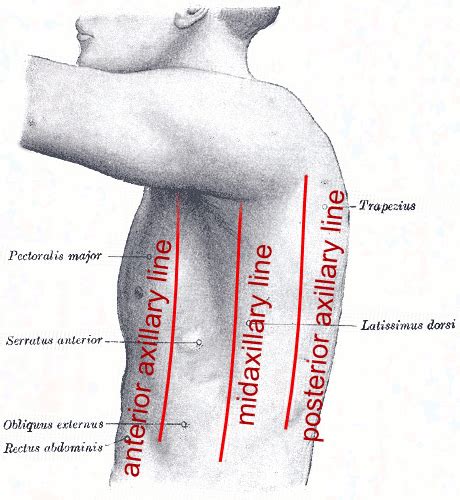 File:Axillary lines.png - Wikimedia Commons