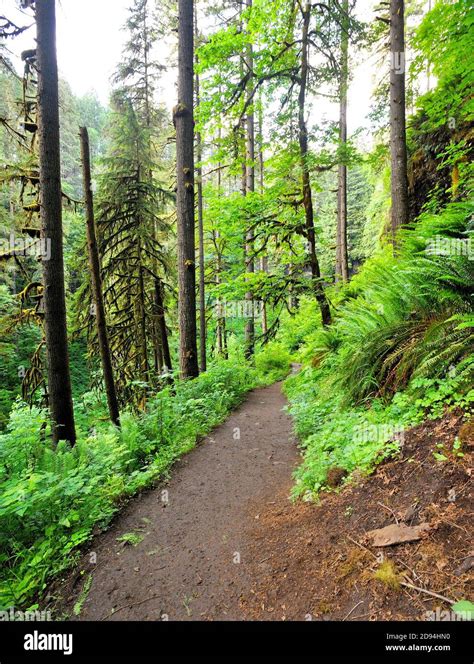 Hiking Trail in Columbia River Gorge, Oregon-USA Stock Photo - Alamy