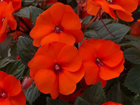 SUNPATIENS® Compact Hot Coral - Danziger