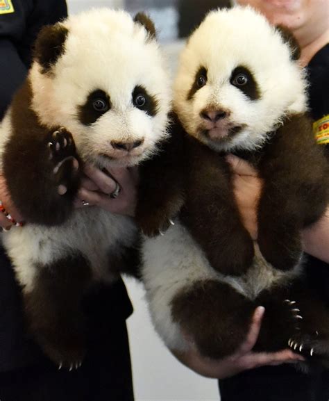 Zoo Atlanta panda twins learning to walk