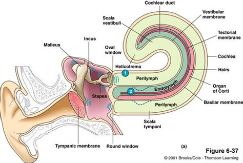 Visual Anatomy 視覚解剖学