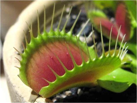 Facts About Venus Flytrap - Interesting & Amazing Information on Venus Flytrap