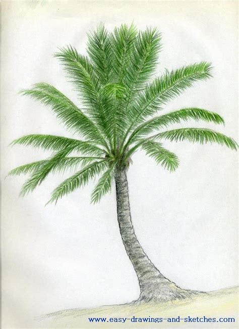 how to draw palm trees | Palm tree drawing, Tree drawings pencil, Palm tree drawing easy