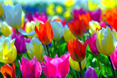 Spring Colorful Wallpapers - Wallpaper Cave