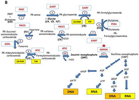 Nucleotide Metabolism Nucleic Acid Synthesis