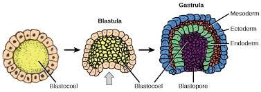 gastrula是什么意思