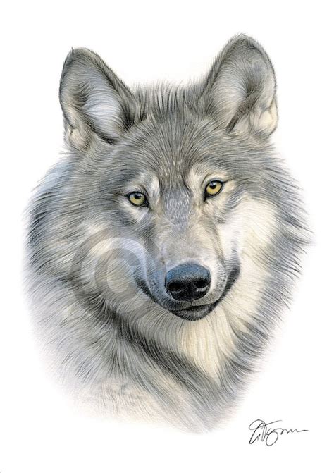 Aggregate 78+ grey wolf sketch super hot - seven.edu.vn