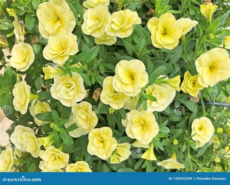 Light Yellow Million Bells Flowers Stock Image - Image of bulbs, flowering: 135292299