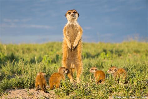 Photographing Meerkats - Will Burrard-Lucas Blog