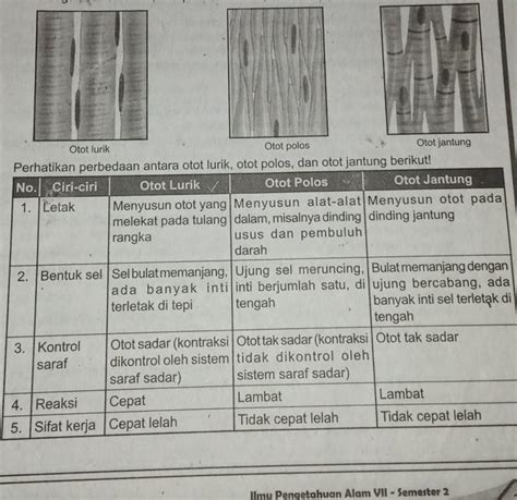 Ciri Ciri Otot Polos Lurik Jantung – materisekolah.github.io