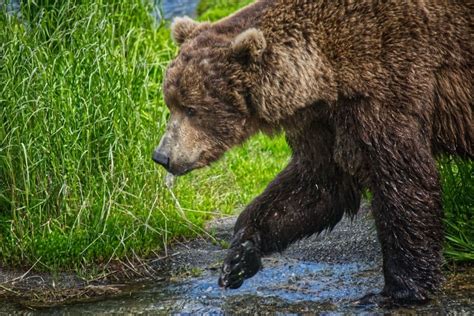 Visiting Katmai National Park And Preserve: The Complete Guide For 2024 ...