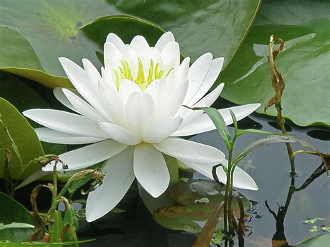 White Water Lily Wildflower - Nymphaeaceae by Mother Nature