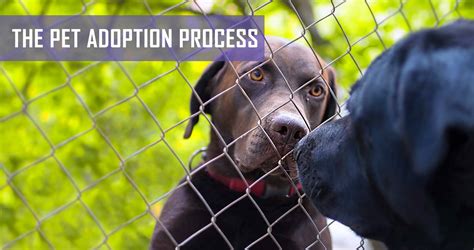 The Pet Adoption Process | Pet Hero