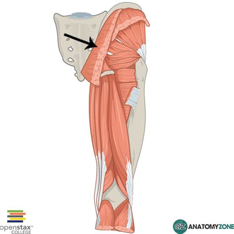 Gluteus Maximus - AnatomyZone