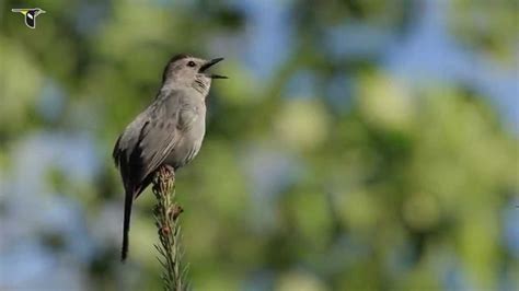 Gray Catbird singing - YouTube