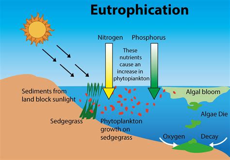 Algal bloom results from / शैवाल प्रस्फुटन के परिणाम - Biology