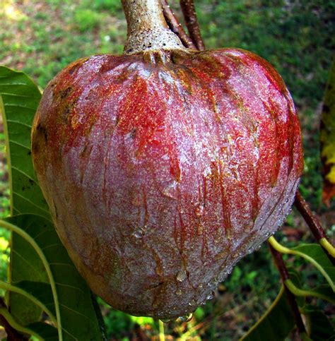 CUSTARD APPLE #8 (Bangla = নোনা) | =========================… | Flickr