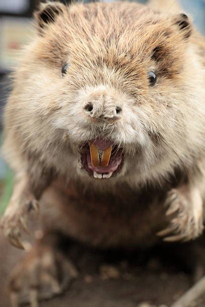 Beaver Teeth Stock Photos, Pictures & Royalty-Free Images - iStock