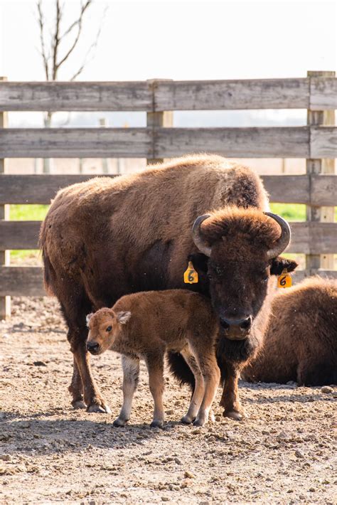 Fermilab’s baby bison season begins