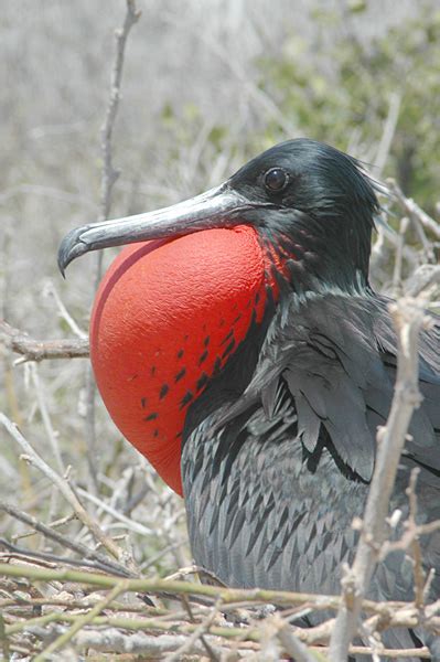 Frigatebird - Wikipedia