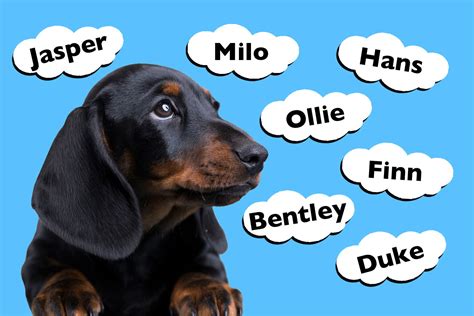 Top 201 Dachshund Names - I Love Dachshunds