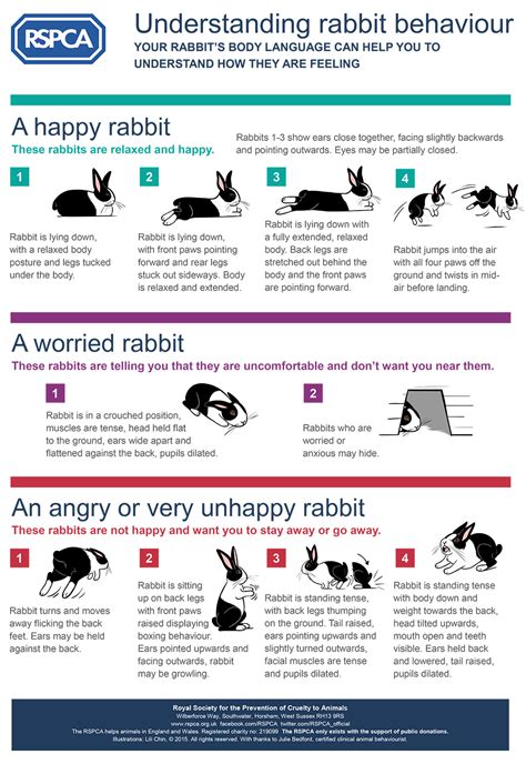 Understanding rabbit behaviour - RSPCA