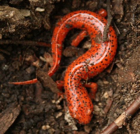 The Öko Box: Orange Salamander with Black Spots